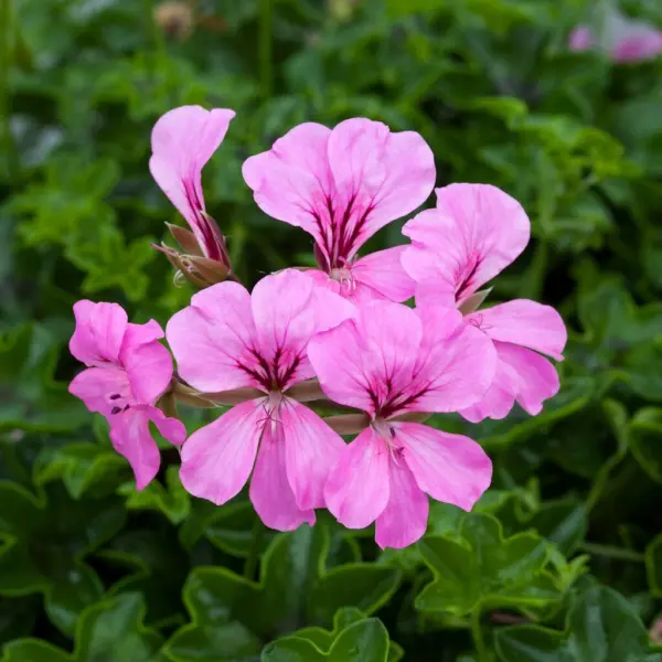 rich-aut-pink-4-334546