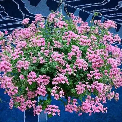 rich-aut-pink-5-334546