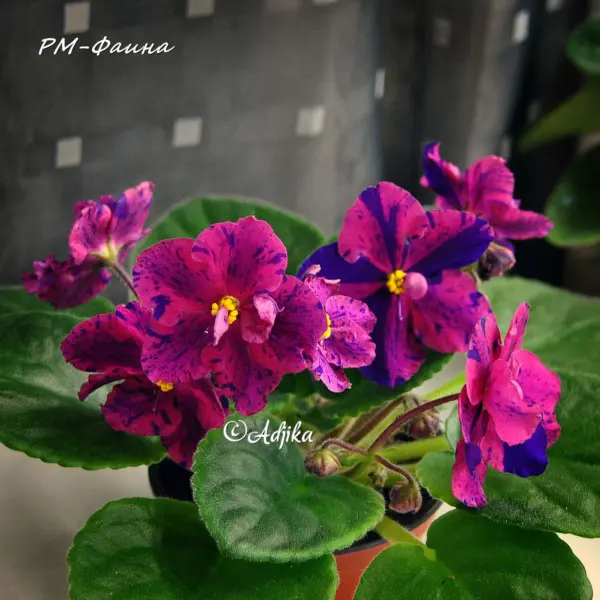 rm-faina-3-326906