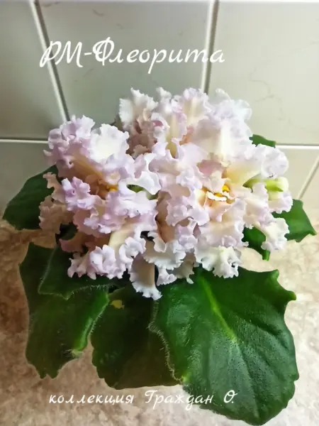 rm-fleorita-1-323222