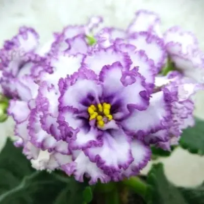 rm-frivolite-9-330378