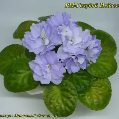 rm-goluboy-nebosvod-5-316383