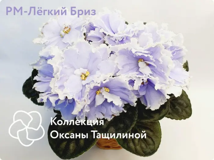 rm-legkiy-briz-2-311451