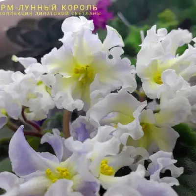 rm-lunnyy-korol-7-330316