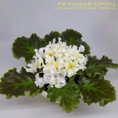 rm-lunnyy-korol-8-330316
