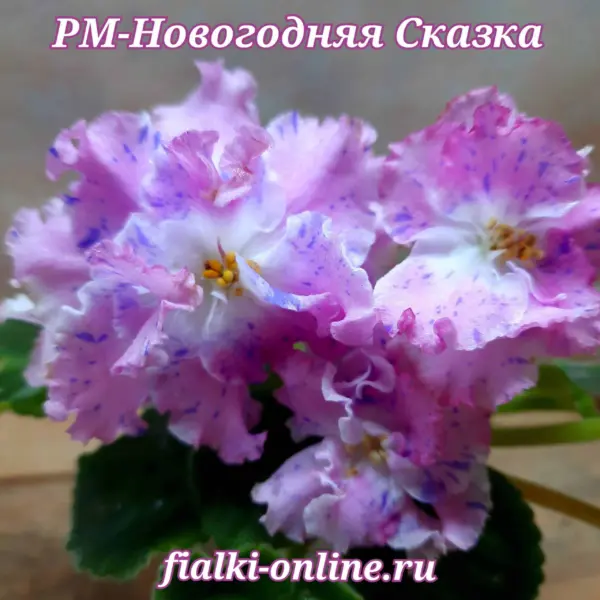 rm-novogodnyaya-skazka-1-330047