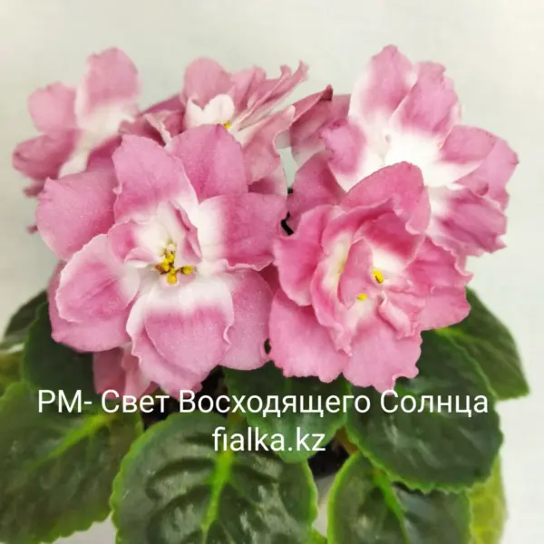 rm-svet-voshodyaschego-solntsa-1-333248