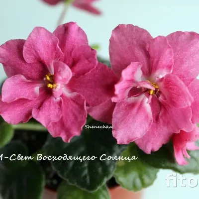 rm-svet-voshodyaschego-solntsa-7-333248