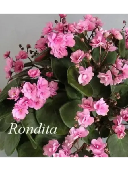 rondita-2-317923