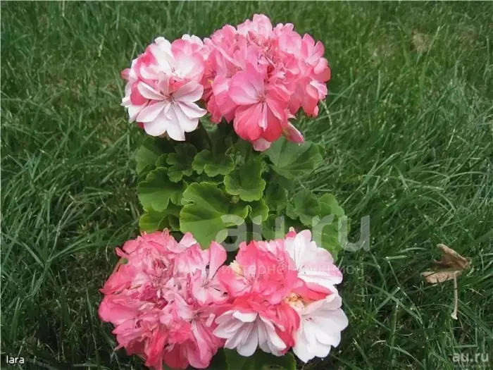 rose-of-amsterdam-1-336433