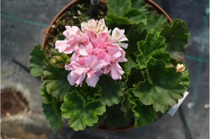 rose-of-amsterdam-2-336433