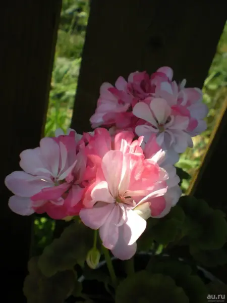 rose-of-amsterdam-3-336433