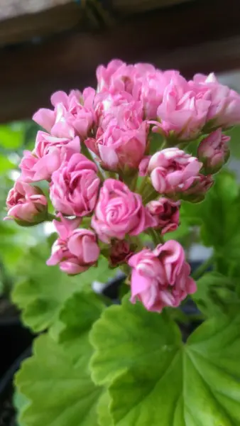 rose-of-amsterdam-4-336433