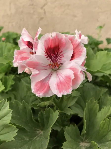 rose-of-amsterdam-5-336433