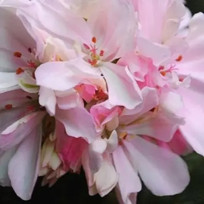 rose-of-amsterdam-6-336433