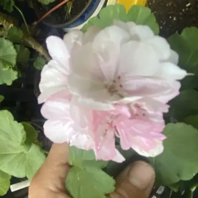 rose-of-amsterdam-8-336433