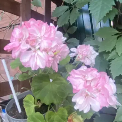 rose-of-amsterdam-9-336433