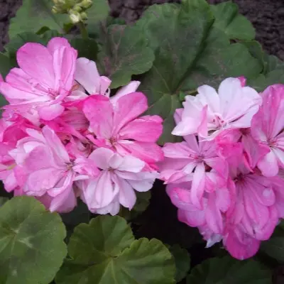 rose-of-amsterdam-main-336433