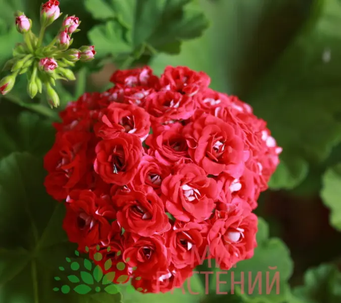rozebud-red-2-335395