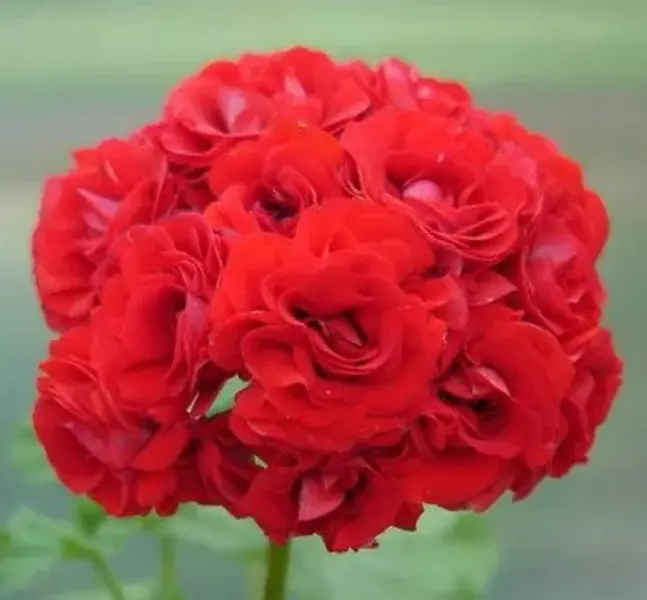 rozebud-red-3-335395