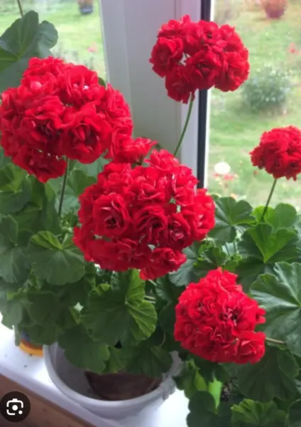 rozebud-red-4-335395