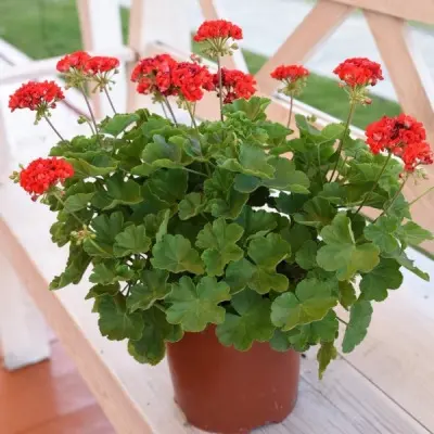 rozebud-red-6-335395