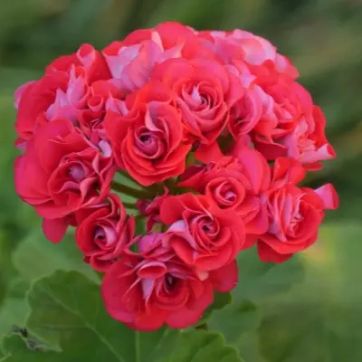 rozebud-red-8-335395