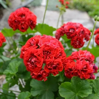 rozebud-red-9-335395