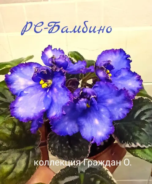 rs-bambino-2-320653
