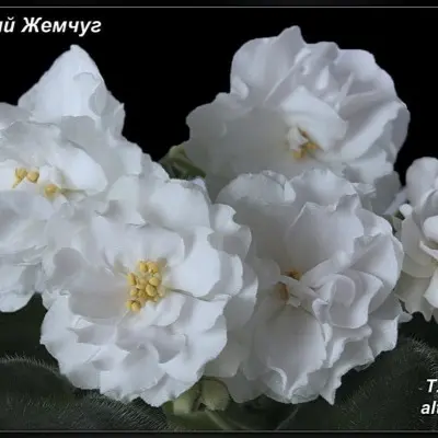 rs-belyy-zhemchug-7-321657