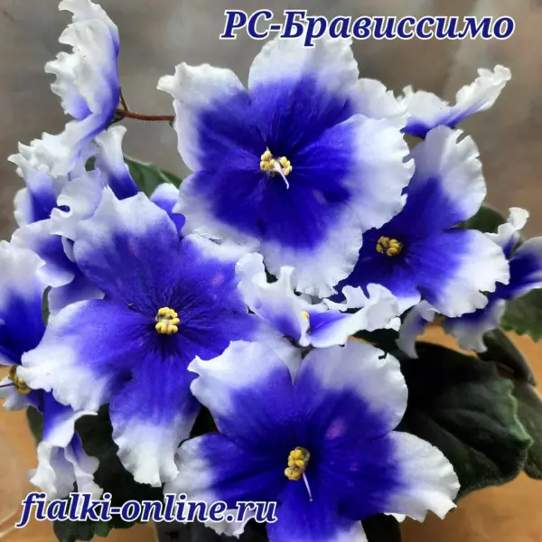 rs-bravissimo-1-313214
