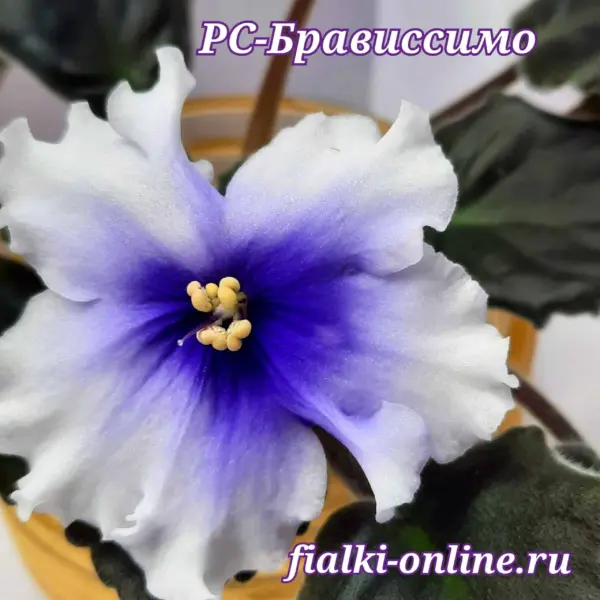 rs-bravissimo-2-313214