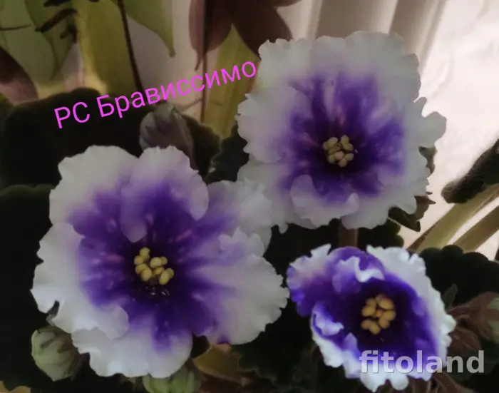 rs-bravissimo-5-313214