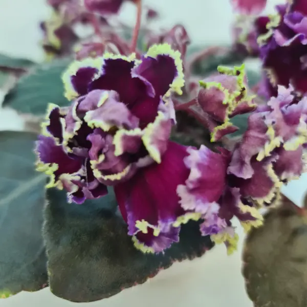 rs-chyornaya-roza-1-311231