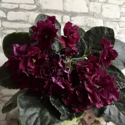 rs-chyornaya-roza-10-311231