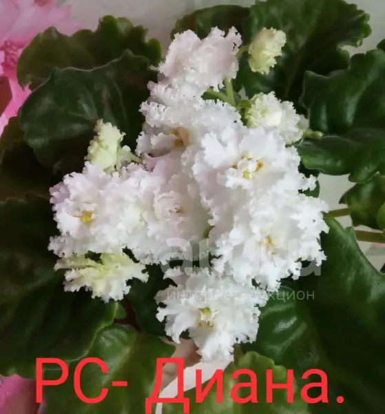 rs-diana-2-318019
