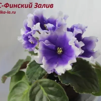 rs-finskiy-zaliv-5-311291