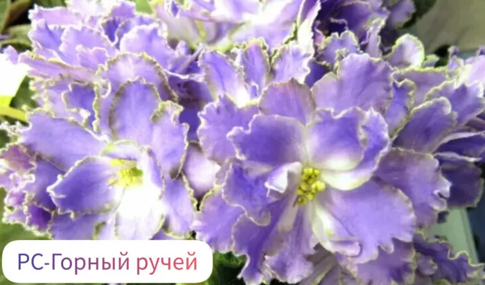 rs-gornyy-ruchey-3-315384