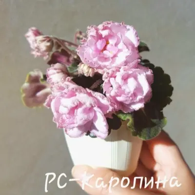 rs-karolina-8-330101