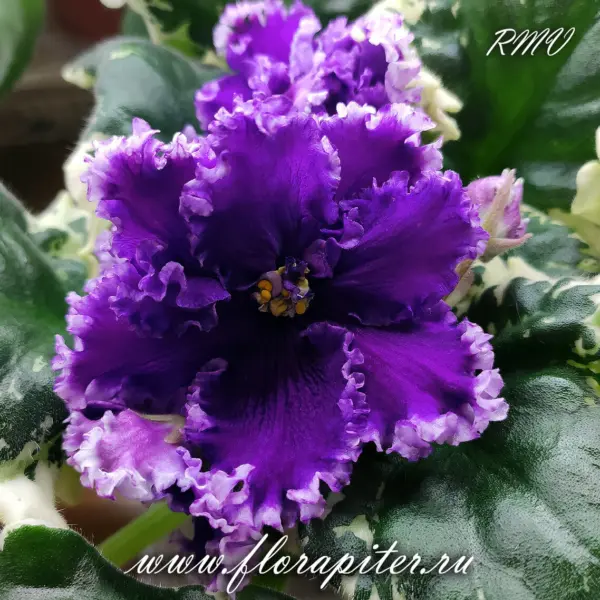 rs-lovelas-1-325475