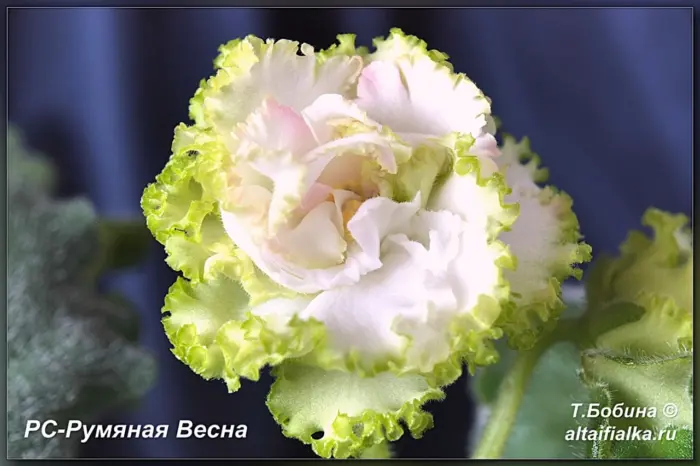 rs-rumyanaya-vesna-1-313266
