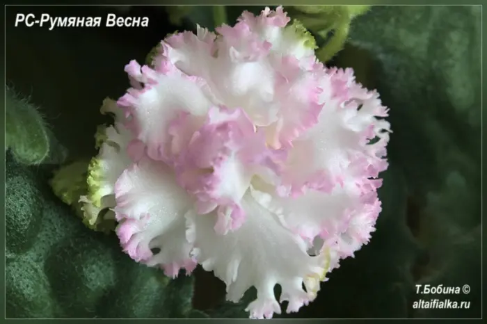 rs-rumyanaya-vesna-2-313266