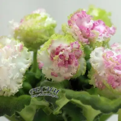rs-rumyanaya-vesna-7-313266