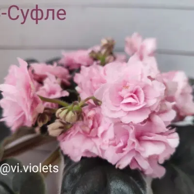 rs-sufle-2-318277