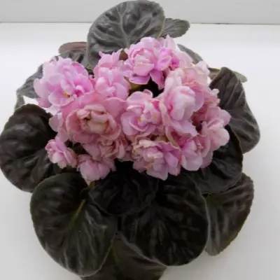 rs-sufle-main-318277