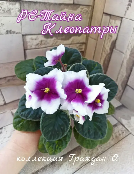 rs-tayna-kleopatry-1-318085