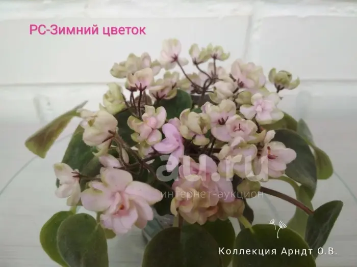 rs-zimniy-tsvetok-3-318835