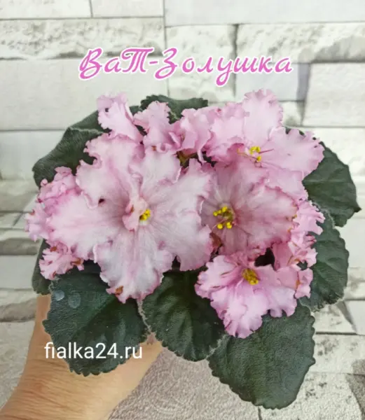 rs-zolushka-1-330231