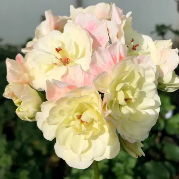rushmor-parana-rushmoor-parana-2-338455