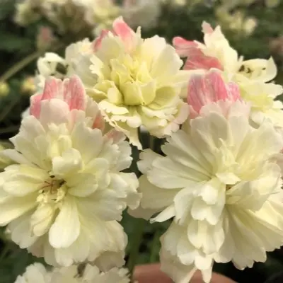 rushmor-parana-rushmoor-parana-main-338455